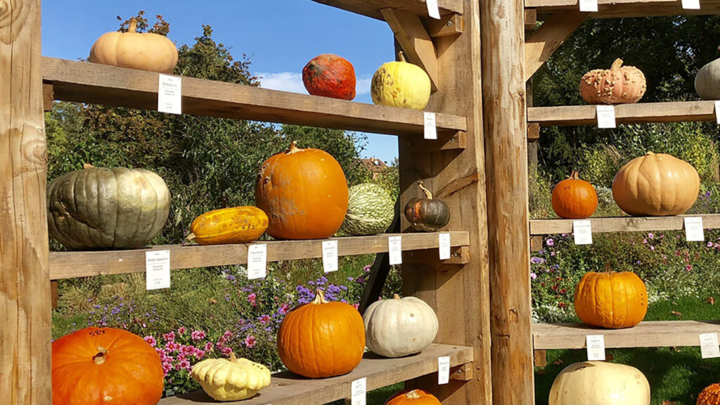 pumpkin-origin-display-ludwigsburg-pumpkin-festival-Template