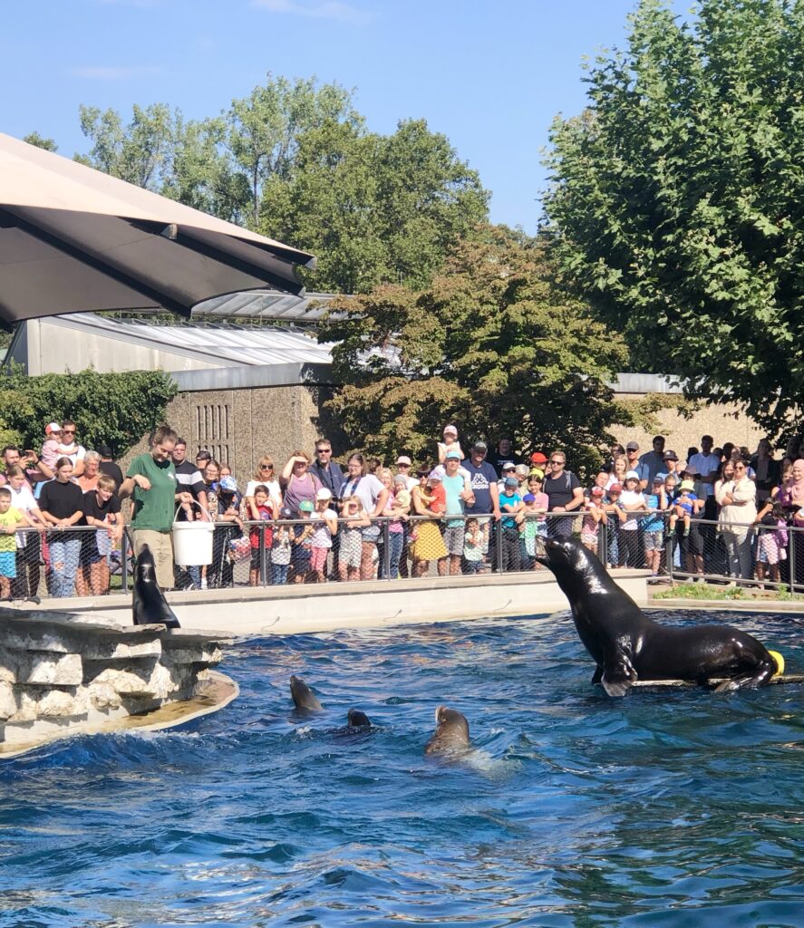 sea lion performance at the Wilhelma zoo in stuttgart germany 